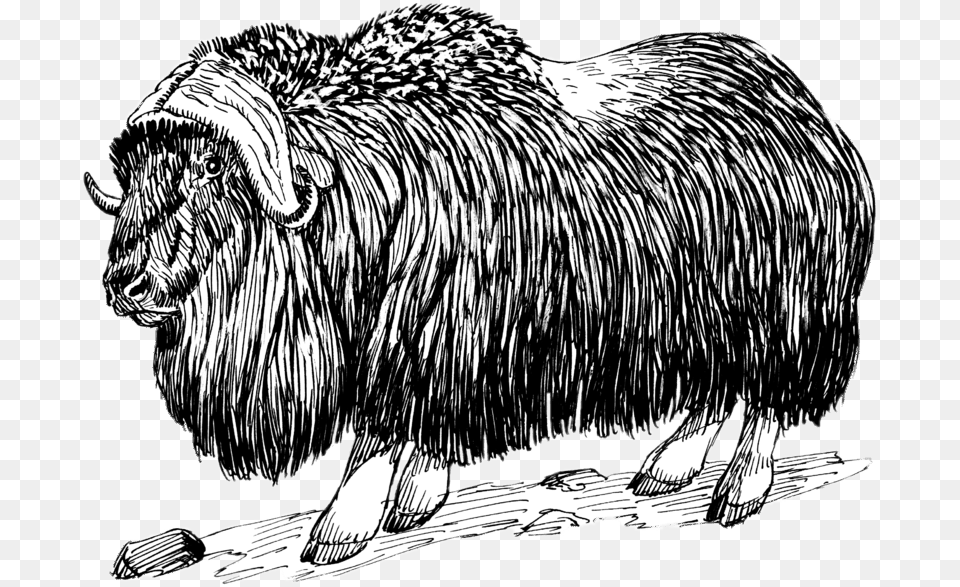 Musk Ox Drawing Black And White, Animal, Bull, Livestock, Mammal Free Png