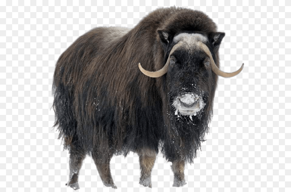 Musk Ox In Winter, Animal, Bull, Cattle, Livestock Png