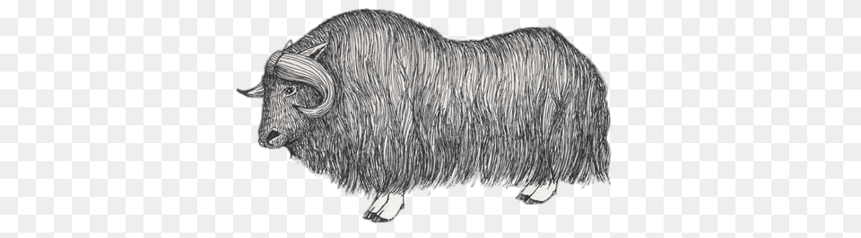 Muskox Drawing, Animal, Bull, Mammal, Pig Free Png