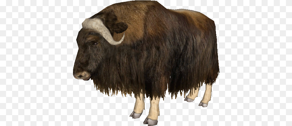 Muskox Lewis And Clark Bison, Animal, Bull, Mammal, Wildlife Free Png Download