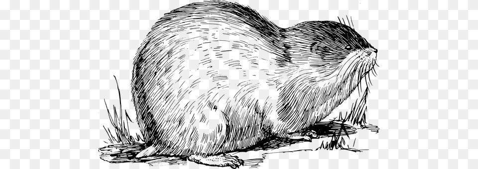 Muskrat Gray Png Image