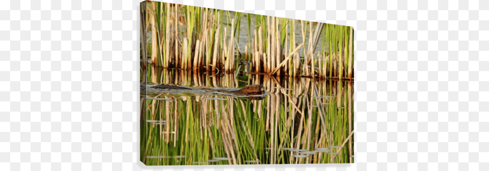 Muskrat And Cattails Canvas Print Artist, Land, Nature, Outdoors, Animal Png