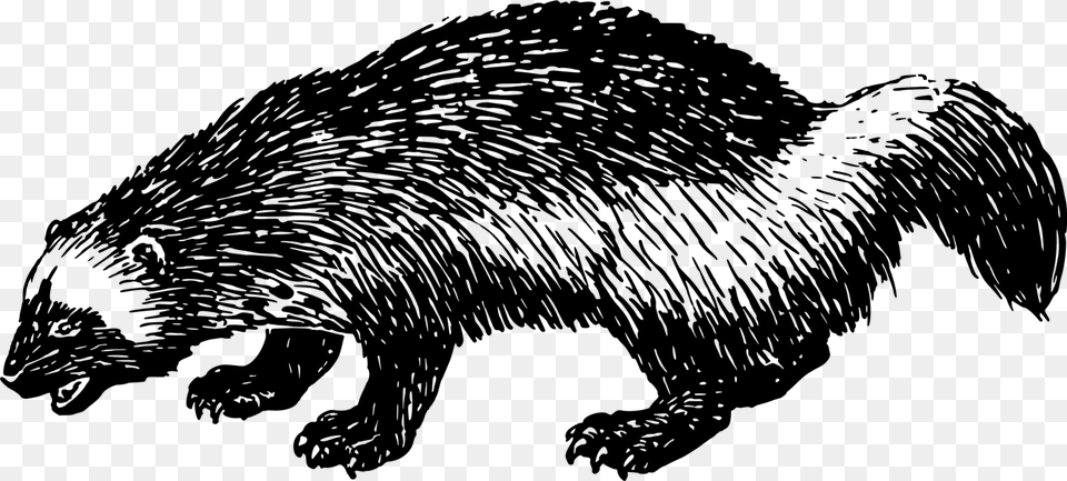 Muskrat Drawing Groundhog Icon, Gray Free Png Download