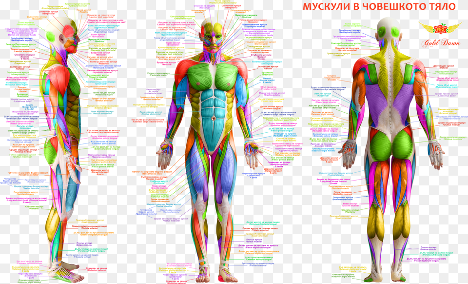 Muskuli V Choveshkoto Tyalo Body Muscles Anatomy Main Muscle Groups Front And Back Free Png