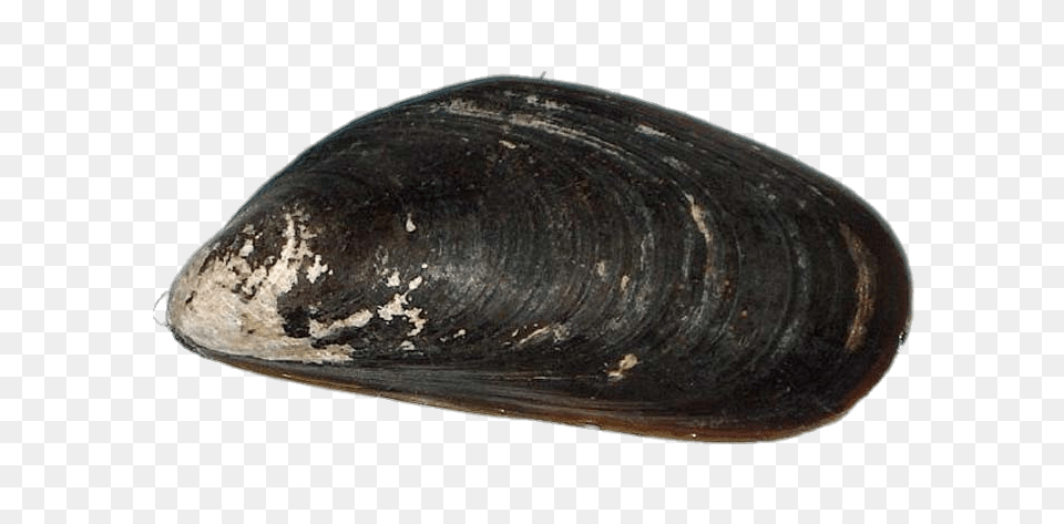 Mussel, Animal, Clam, Food, Invertebrate Free Png