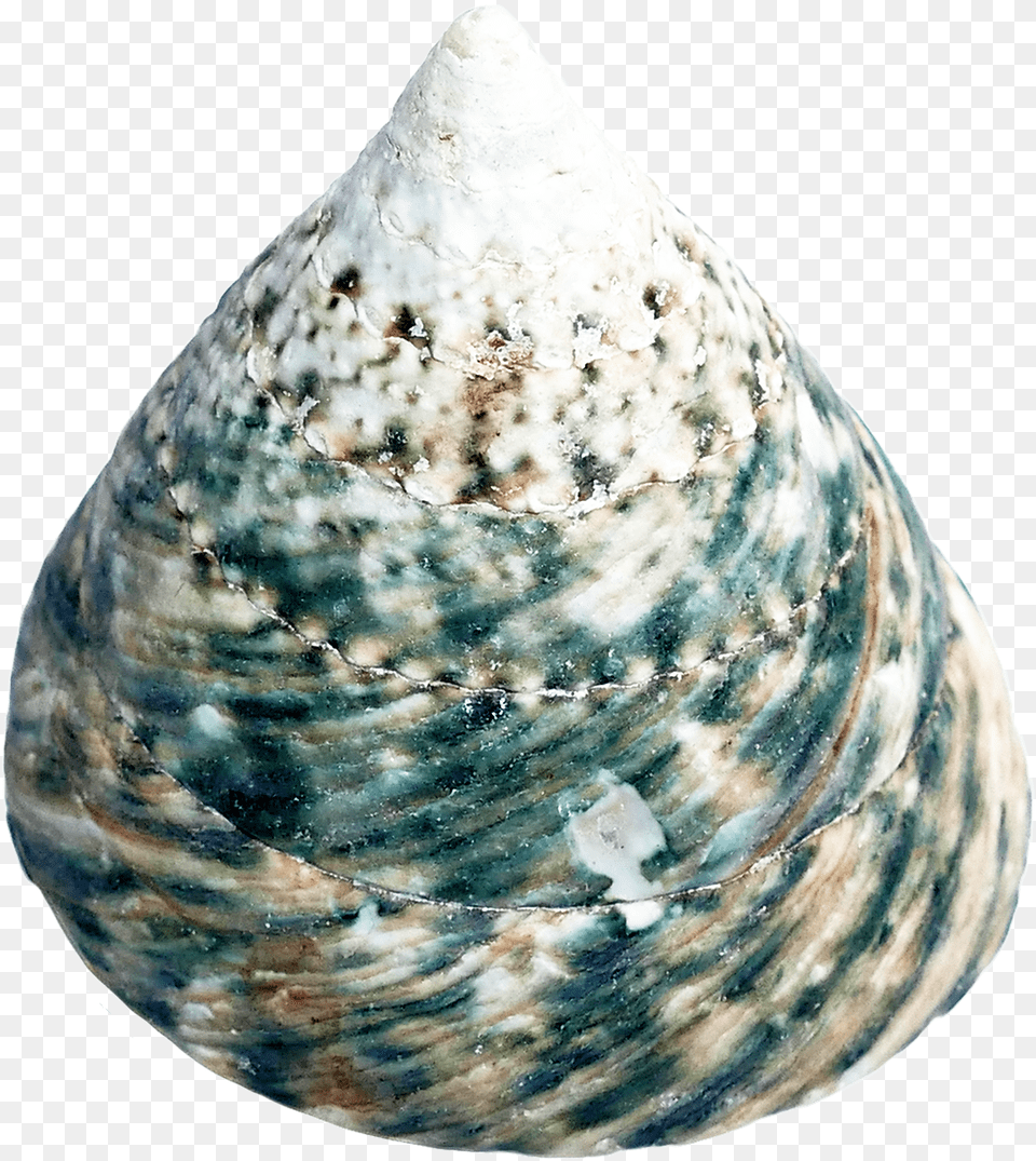Mussel, Animal, Seafood, Sea Life, Seashell Free Png Download