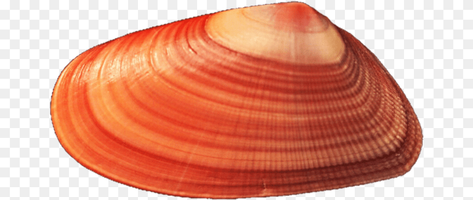 Mussel Background Red Seashell, Animal, Clam, Food, Invertebrate Free Png Download