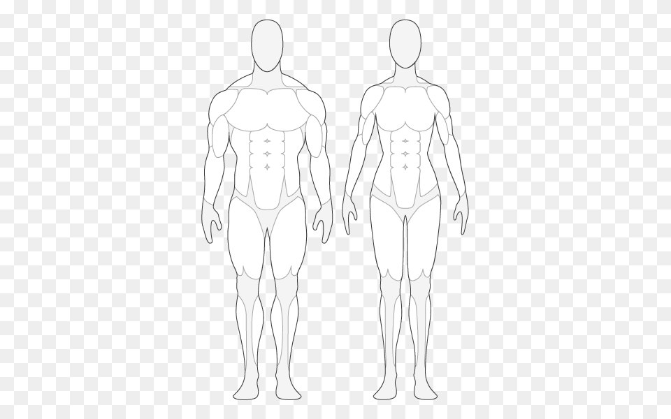 Mussel Clipart Fit Body, Adult, Chart, Male, Man Free Png
