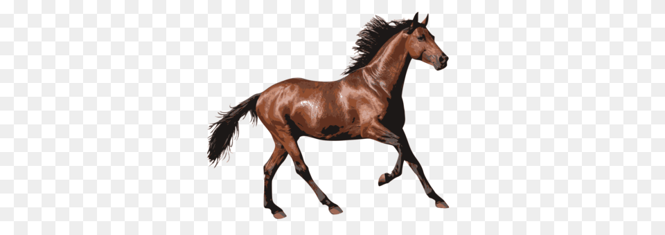 Mustang Equestrian Wild Horse Decal Horse Racing, Animal, Colt Horse, Mammal Free Png Download