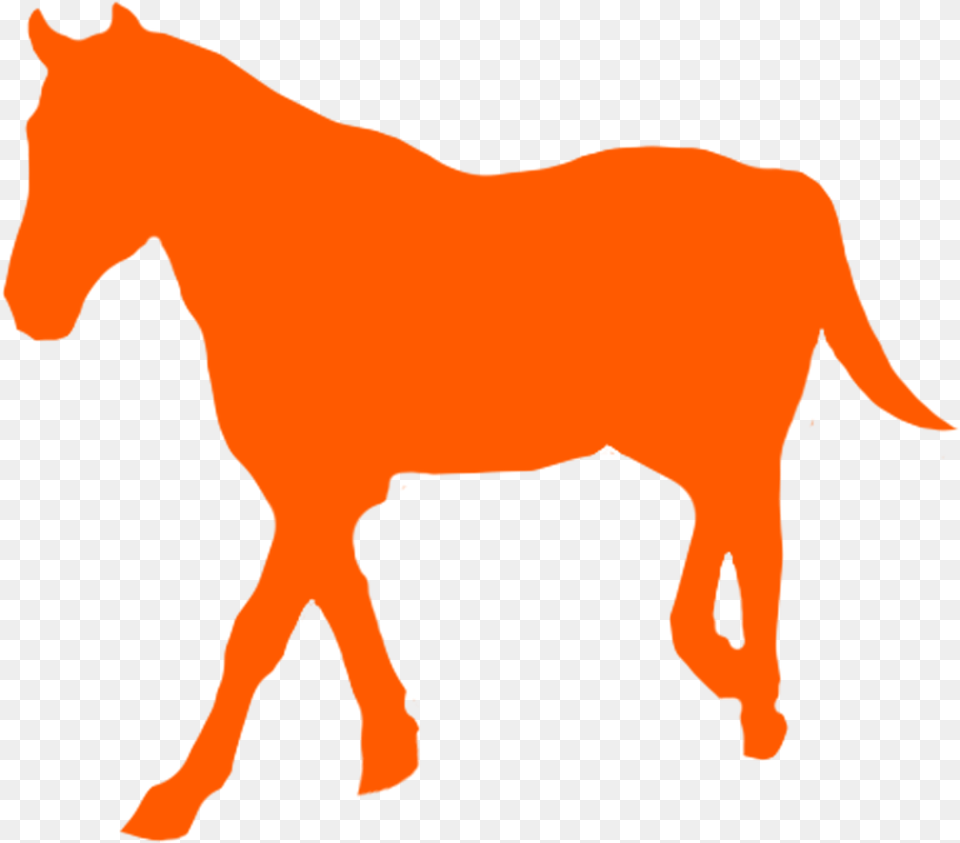 Mustang Horse, Animal, Colt Horse, Mammal Png