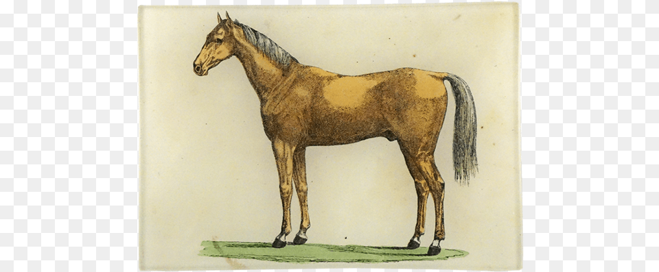 Mustang Horse, Animal, Colt Horse, Mammal, Art Png Image