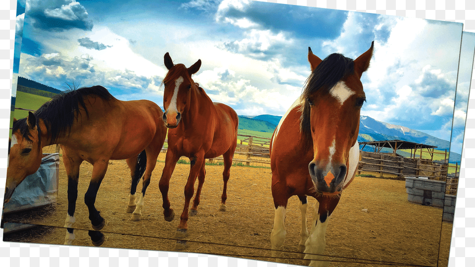 Mustang Horse, Animal, Colt Horse, Mammal, Outdoors Png Image