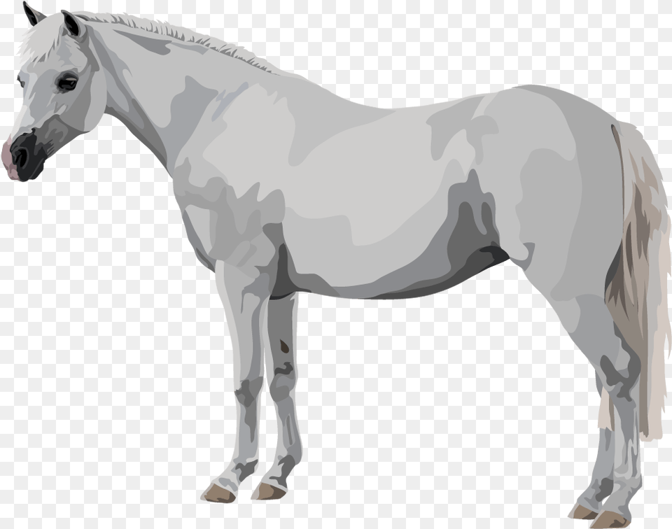 Mustang Horse, Animal, Mammal, Stallion, Andalusian Horse Png