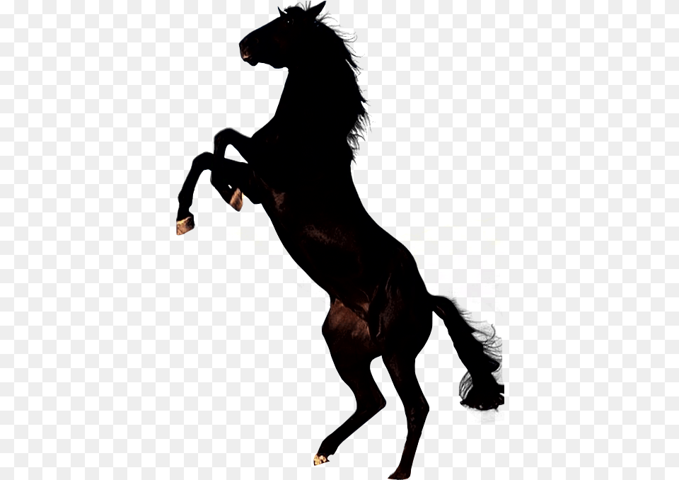 Mustang Horse Clipart Black Horse, Silhouette, Person, Animal, Mammal Free Transparent Png