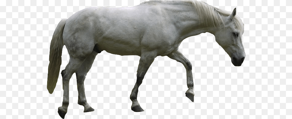 Mustang Vs Andalusian, Andalusian Horse, Animal, Horse, Mammal Png