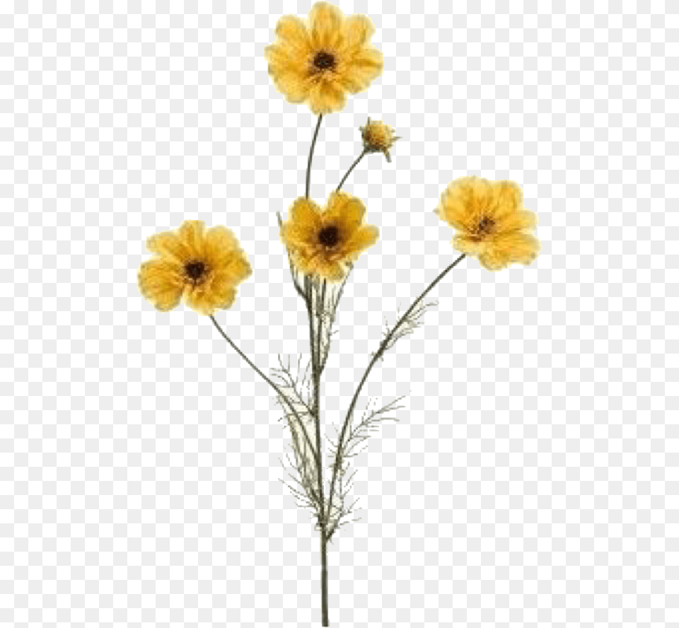 Mustard Colour Flowers, Anemone, Anther, Daisy, Flower Free Png