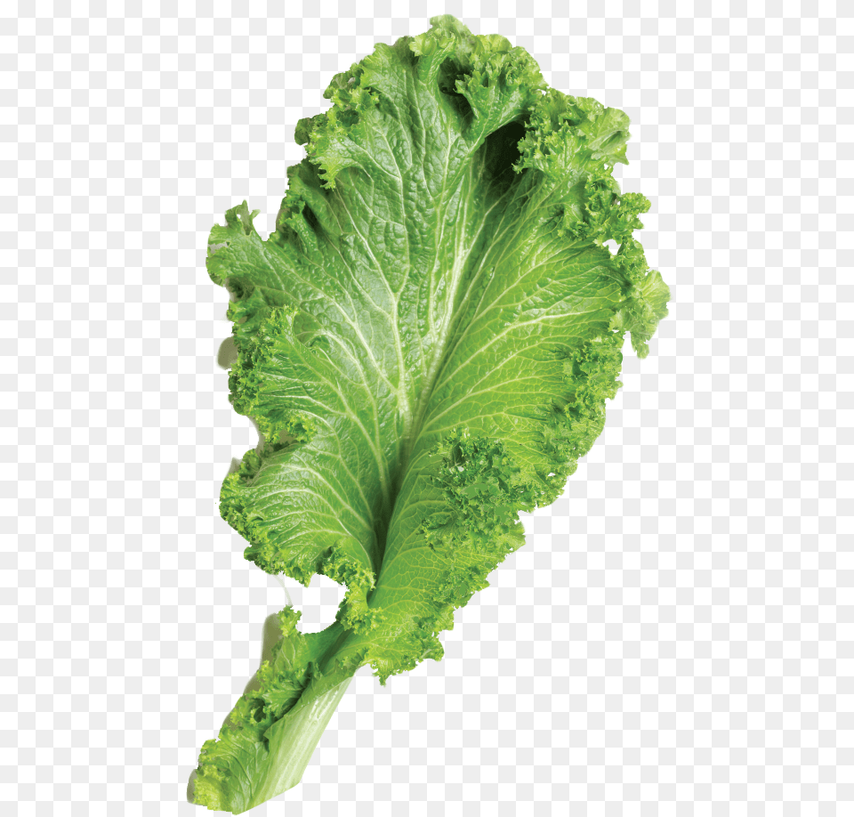 Mustard Greens, Food, Lettuce, Plant, Produce Free Png Download