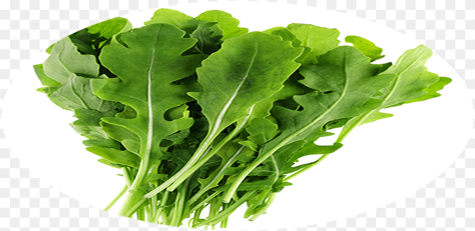 Mustard Greens, Arugula, Food, Leafy Green Vegetable, Plant Free Transparent Png