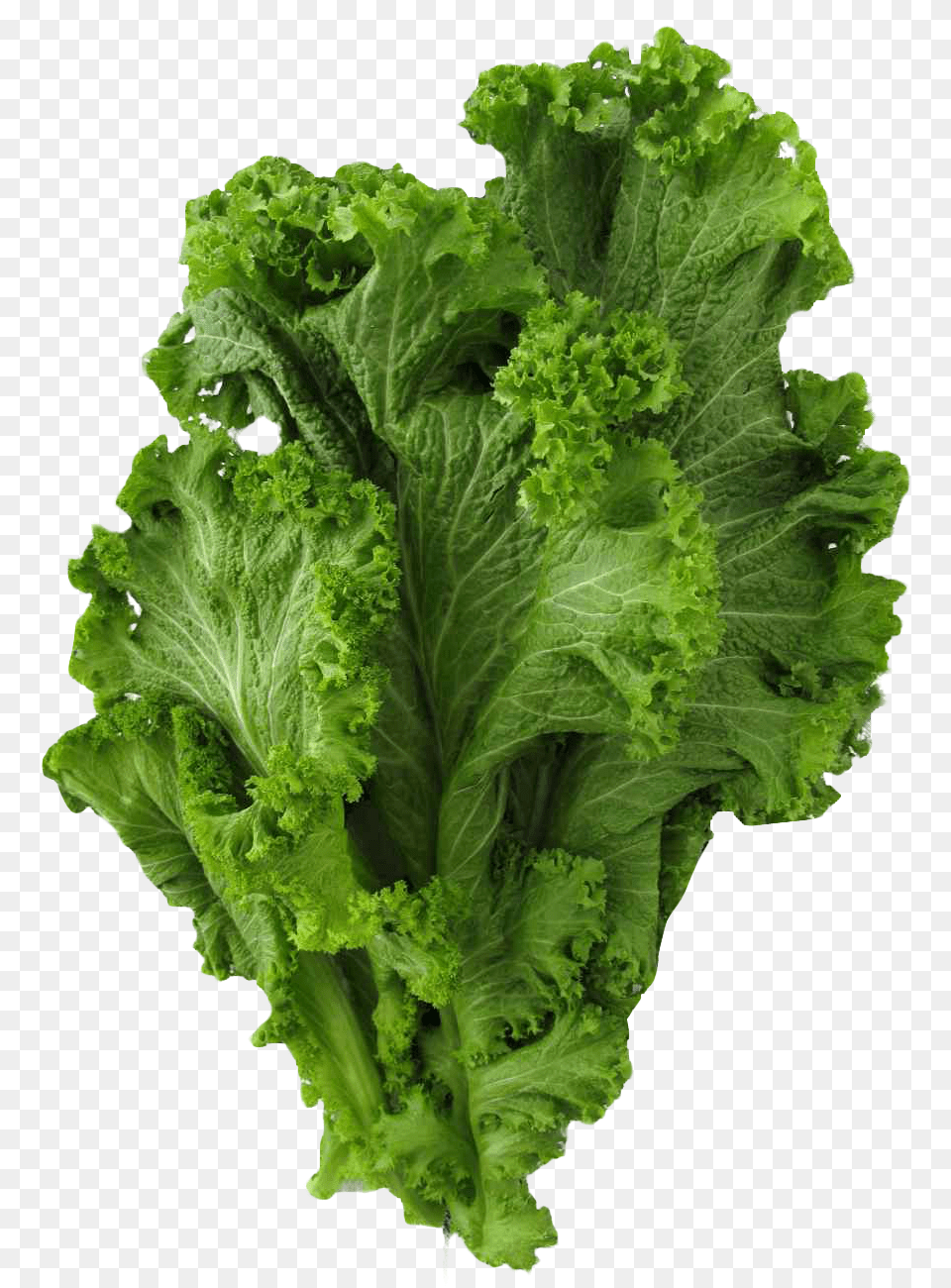 Mustard Greens Image, Food, Lettuce, Plant, Produce Free Transparent Png