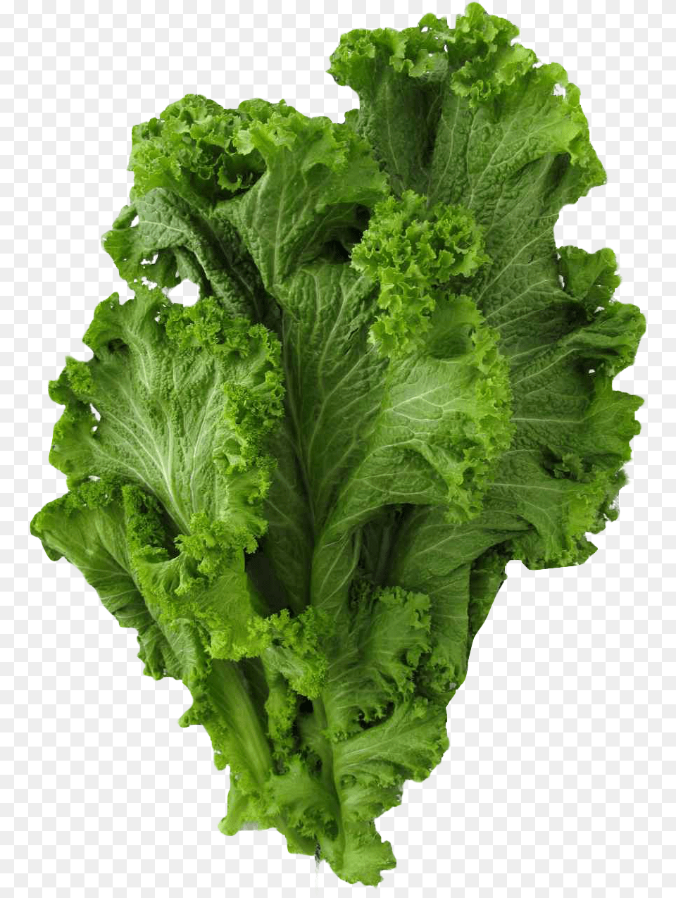 Mustard Greens Greens, Food, Lettuce, Plant, Produce Png Image