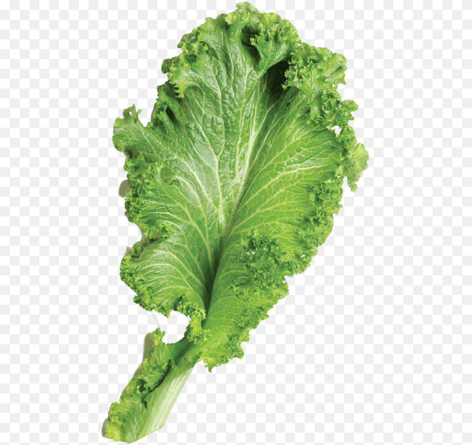 Mustard Greens Images Mustard Greens, Food, Lettuce, Plant, Produce Free Png