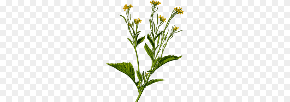 Mustard Plant Black Mustard Seed Mustard Oil, Flower, Food, Apiaceae, Leaf Png