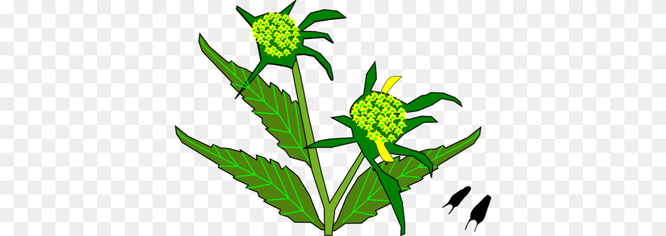 Mustard Plant Parable Of The Mustard Seed, Green, Leaf, Flower, Apiaceae Free Png