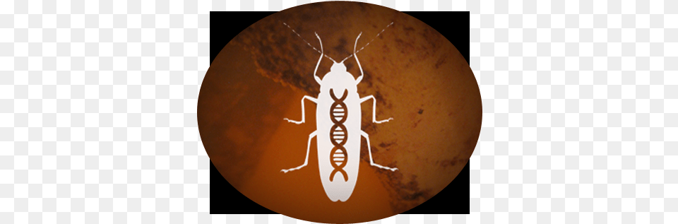 Mutants Projects Photos Videos Logos Illustrations And Parasitism, Animal, Insect, Invertebrate, Astronomy Png Image