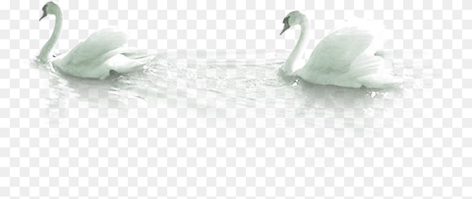 Mute Swan Bird Duck Swans, Animal, Clothing, Formal Wear, Suit Free Png Download