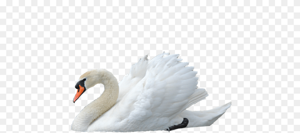Mute Swan By Virgolinedan Swan Transparent, Animal, Bird Png