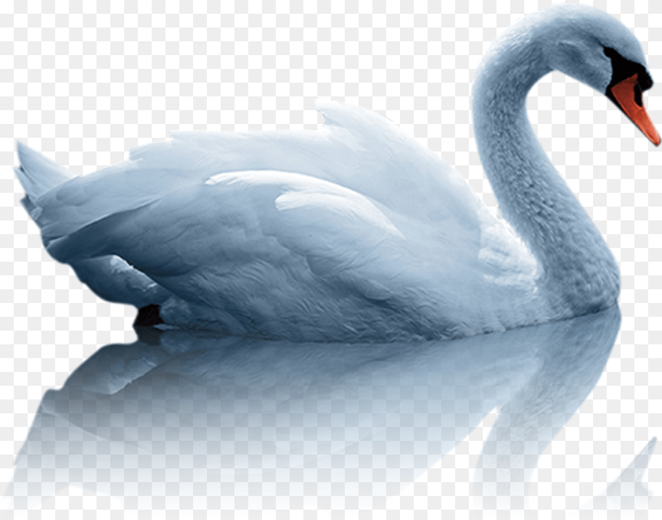 Mute Swan Duck White Duck In Water, Animal, Bird Free Transparent Png