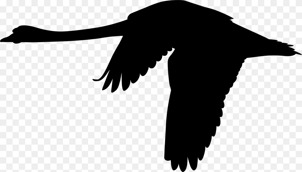 Mute Swan Flight Silhouette Clip Art Flying Black Swan Bird, Gray Png