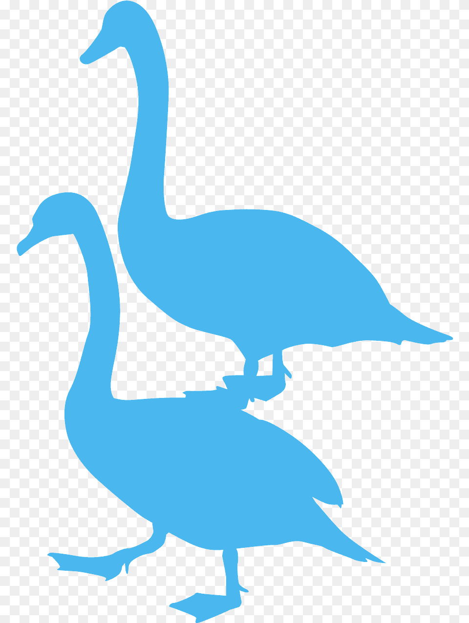 Mute Swan Silhouette, Animal, Bird, Goose, Waterfowl Free Transparent Png
