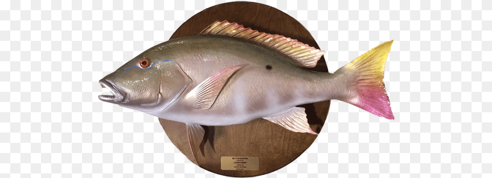 Mutton Snapper On Wood Plaque Mutton Snapper, Animal, Fish, Sea Life, Shark Png Image