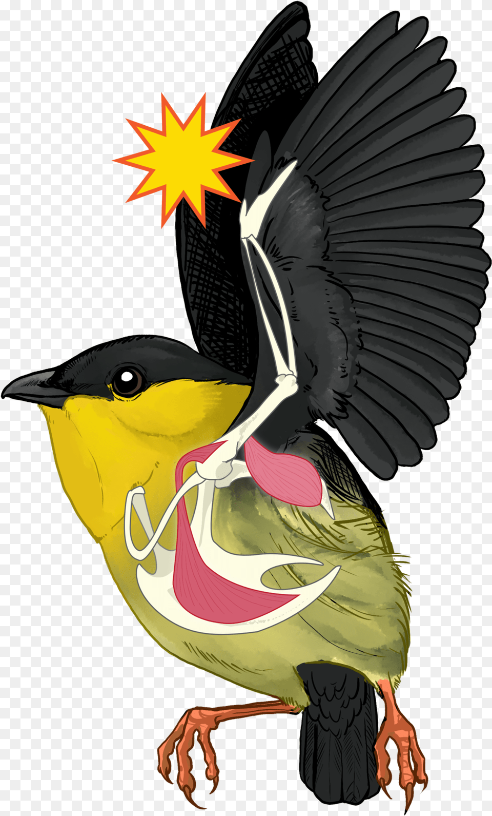 Mvit Anatomy Illustration, Animal, Beak, Bird, Finch Free Png