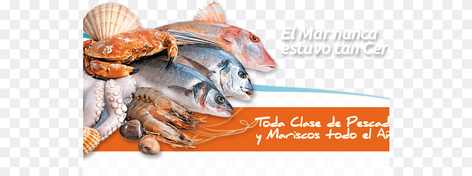 Mxico El Mayor Consumidor De Pescados Y Mariscos Seafood Frozen, Animal, Clam, Food, Invertebrate Free Transparent Png