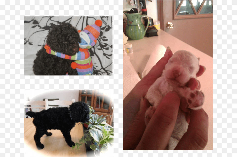 My 1st Miniature Poodle Toy Poodle, Mammal, Animal, Canine, Dog Png