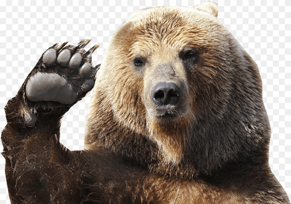 My Bear Gif Bear, Animal, Mammal, Wildlife, Electronics Free Png Download