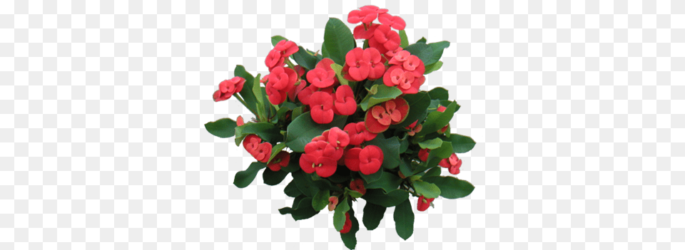 My Crown Of Thorns Looks Like This When It Blooms Euphorbia Milii, Flower, Flower Arrangement, Flower Bouquet, Plant Free Png Download