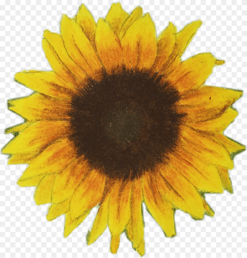 My Cute Sunflower Drawing As A Sticker Follow My Art, Flower, Plant Free Png Download