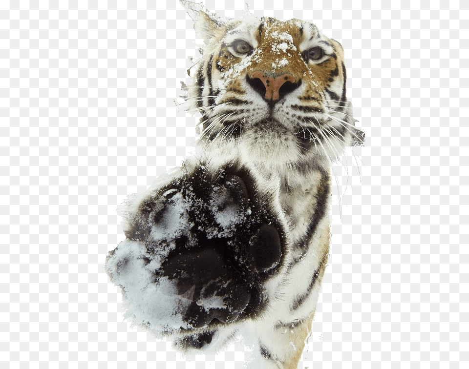 My Cutout If Anyone Is Interested Tiger, Animal, Mammal, Wildlife Png