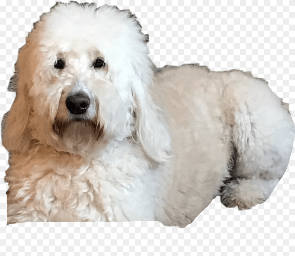 My Doggie Goldendoodle, Animal, Canine, Dog, Mammal Free Transparent Png