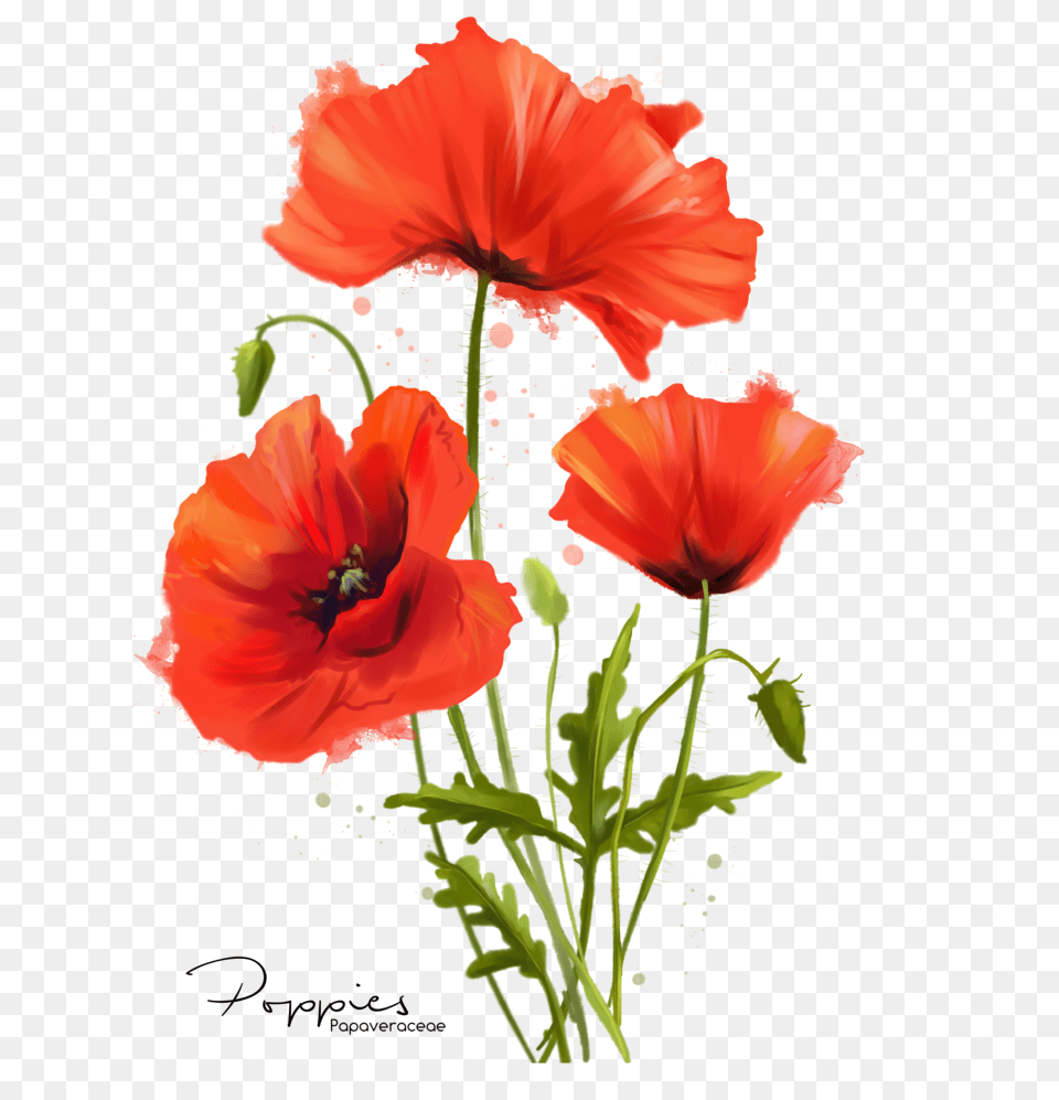 My Flowers Poppies Watercolor Painting, Flower, Plant, Poppy, Rose Png