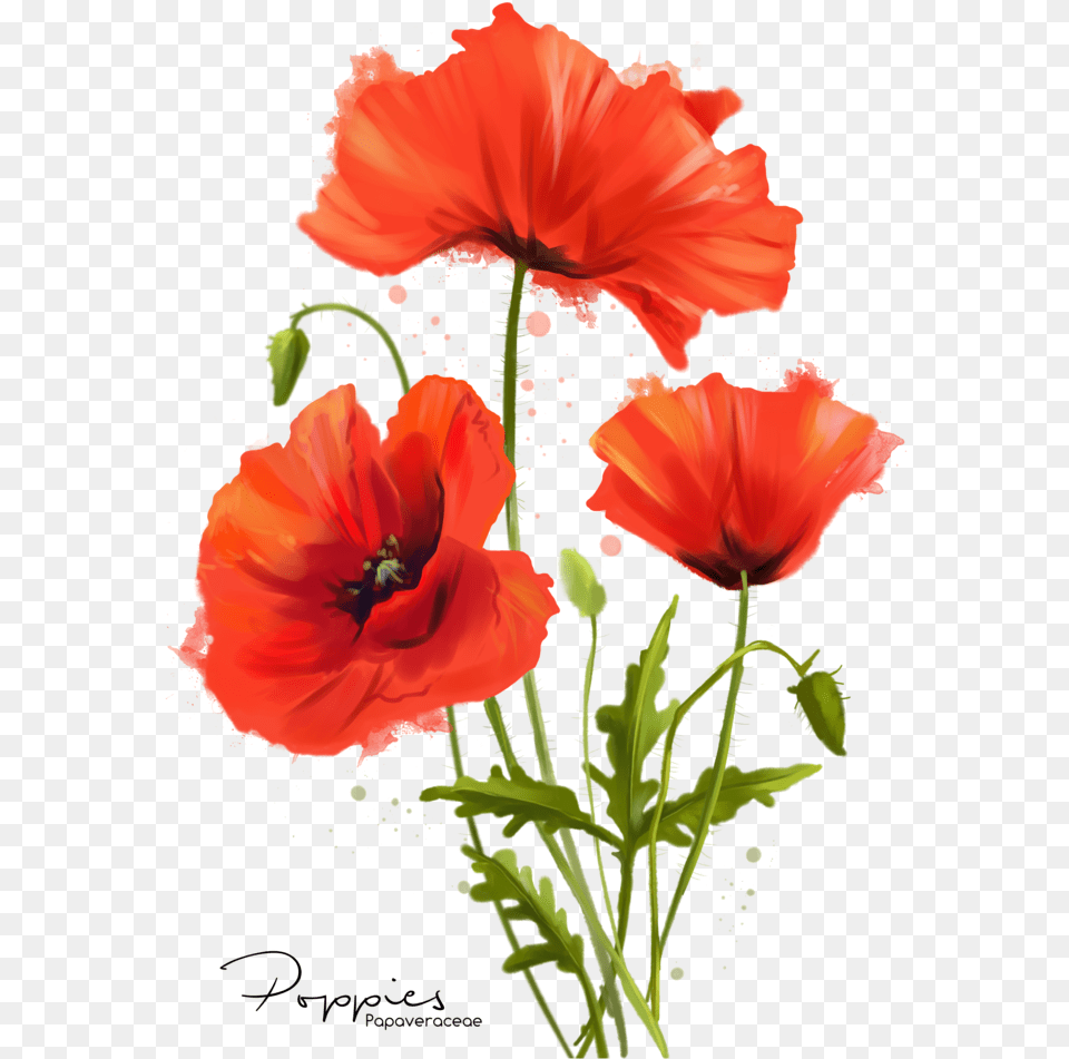 My Flowers Poppies Watercolor Painting By Kajenna Poppy Watercolor, Flower, Plant, Rose Free Transparent Png