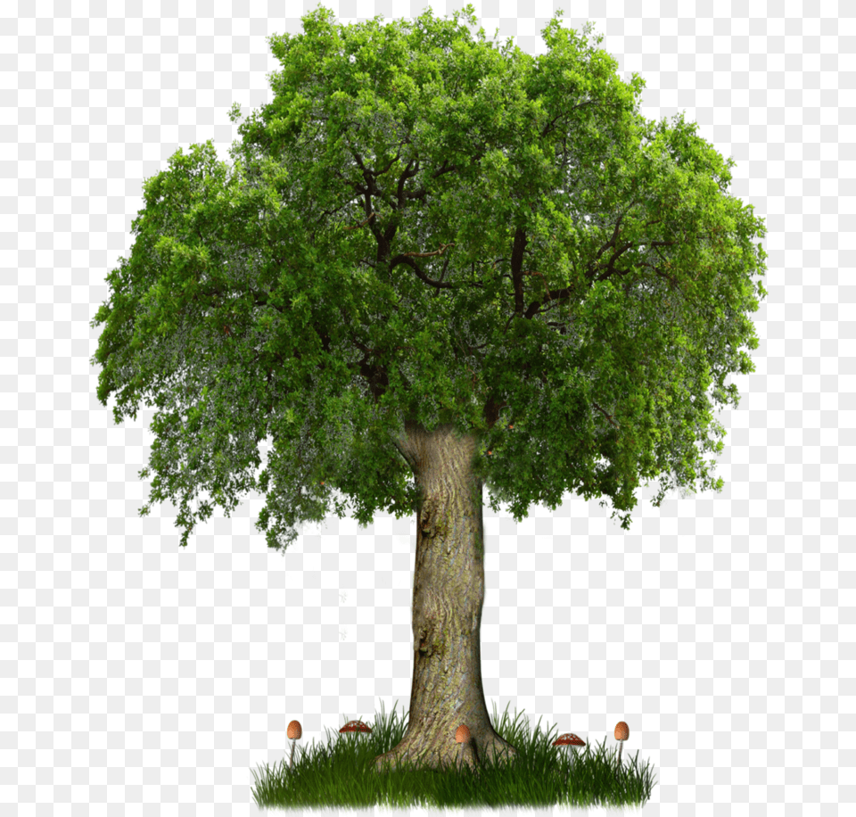 My Hero Academia Deku Tree, Oak, Plant, Sycamore, Tree Trunk Png Image