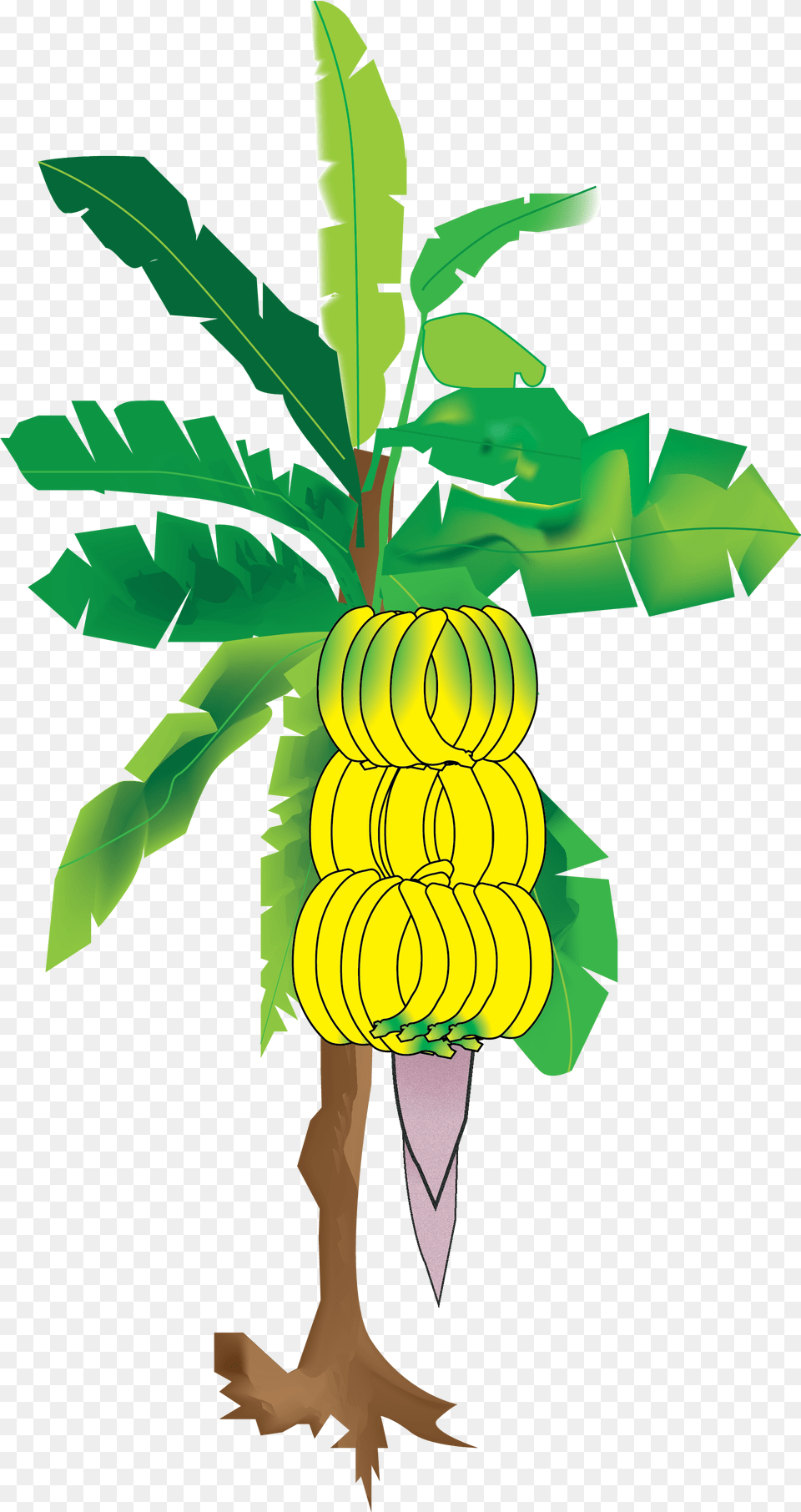 My Illustration Of The Banana Tree From Vector Banana Tree, Food, Fruit, Plant, Produce Png Image