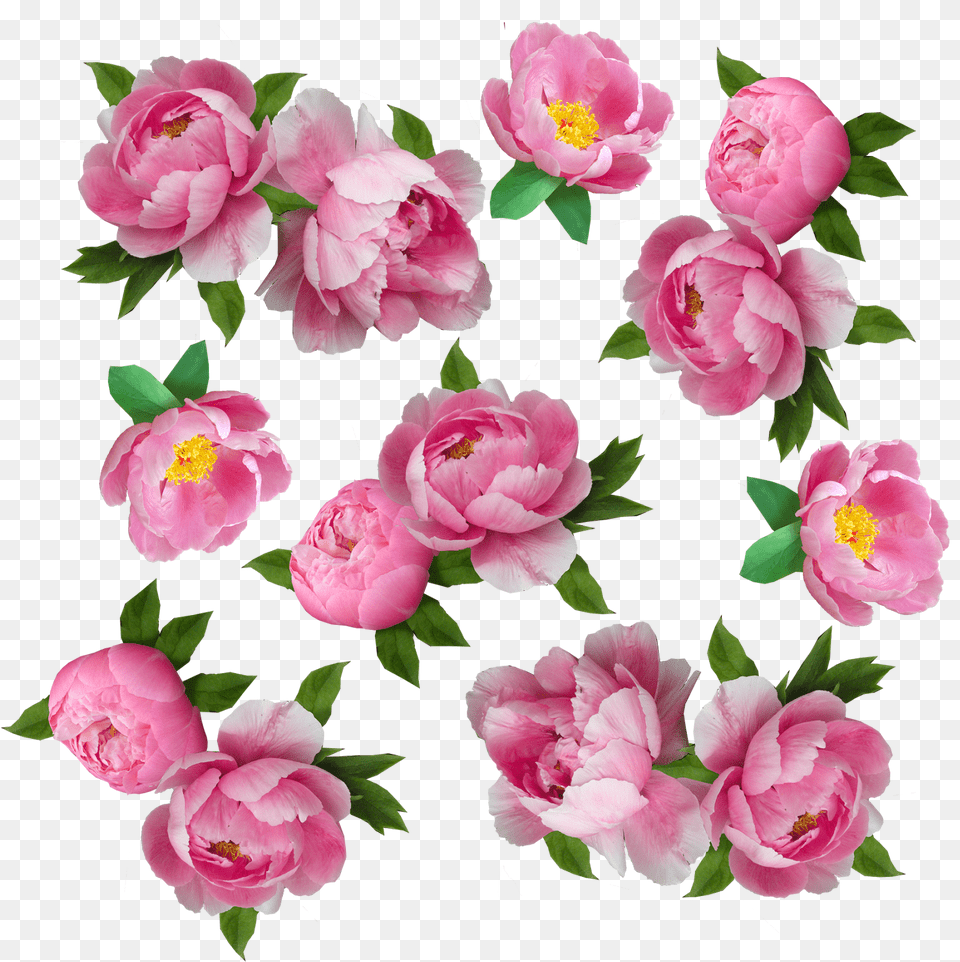 My Next Step Was To Make The Flowers Look More Like Flower, Plant, Rose, Peony, Petal Free Transparent Png