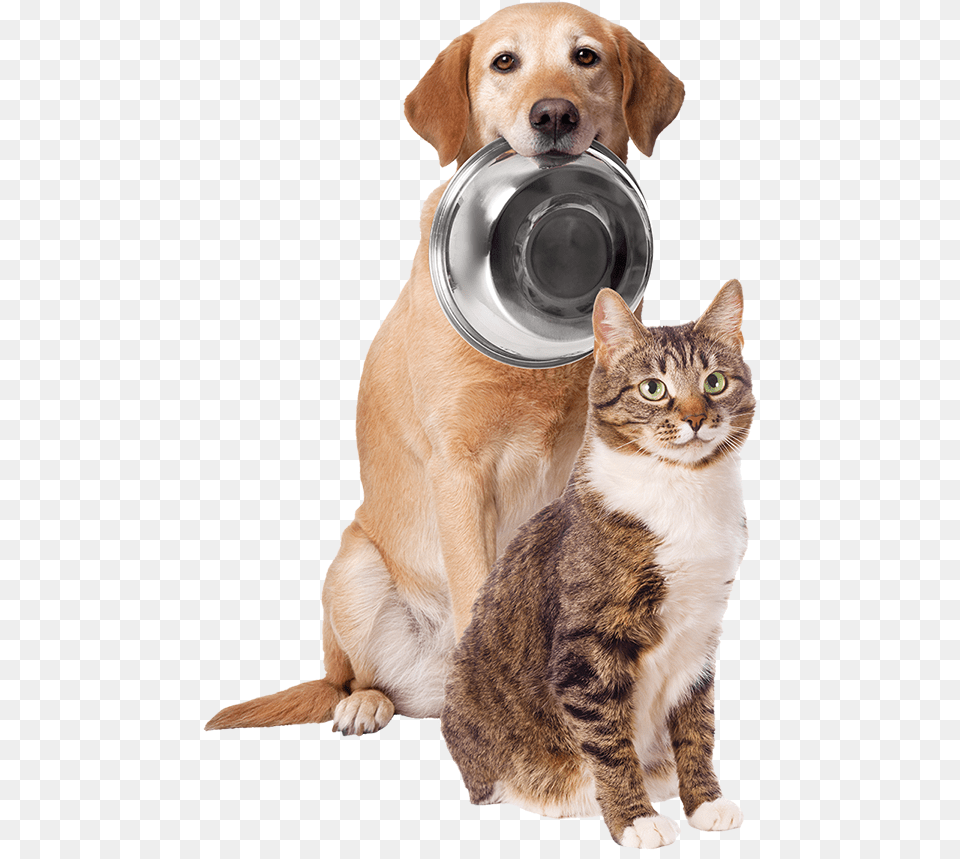 My Perfect Pet Lightly Dog And Cat, Animal, Canine, Mammal Free Png