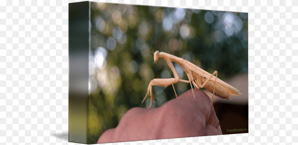 My Pet Pete The Praying Mantis 9 By Visual Artist Frank Bonilla Cricket, Body Part, Finger, Hand, Person Free Png Download