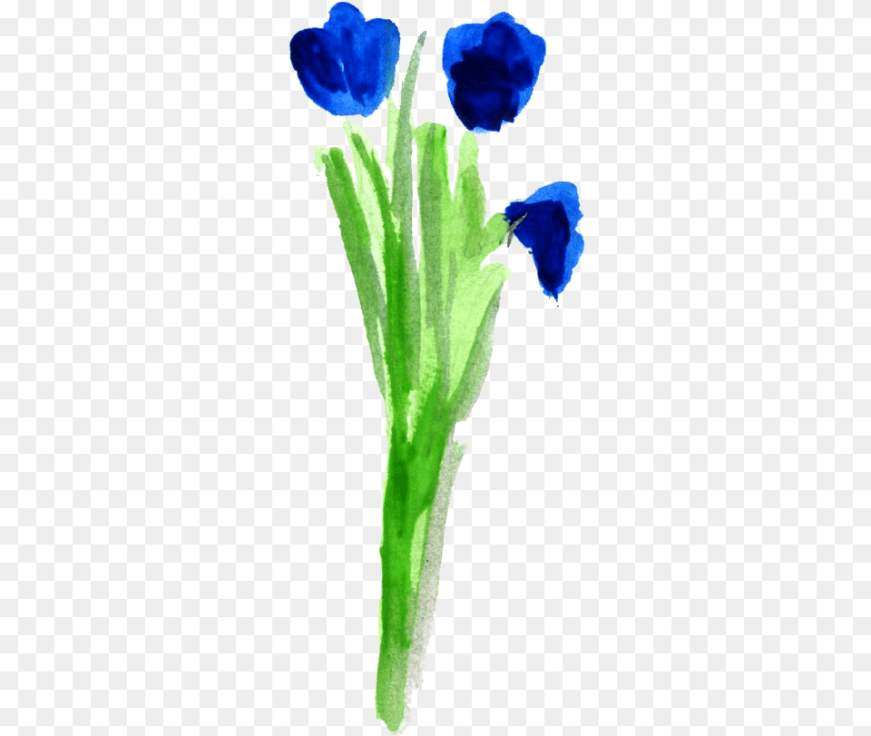 My Process Included Sketching The Illustration Out Watercolor Paint, Flower, Petal, Plant, Acanthaceae Free Transparent Png